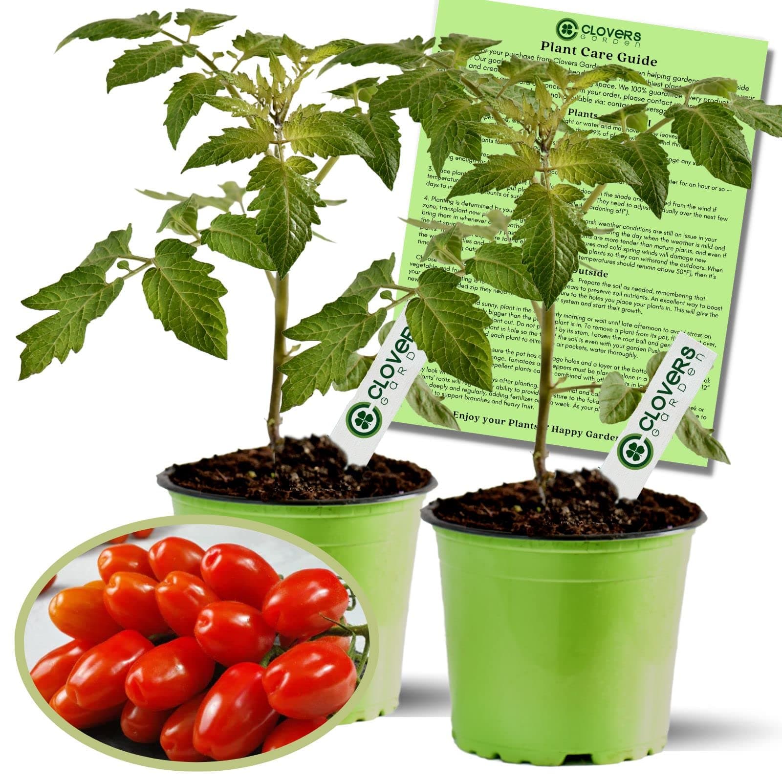 Clovers Garden Juliet Tomato Plants- Two (2) Live Plants – Non-GMO - Not Seeds – Each 4"-8" Tall in 4 Inch Pots - Plum-Type, Crack-Resistant