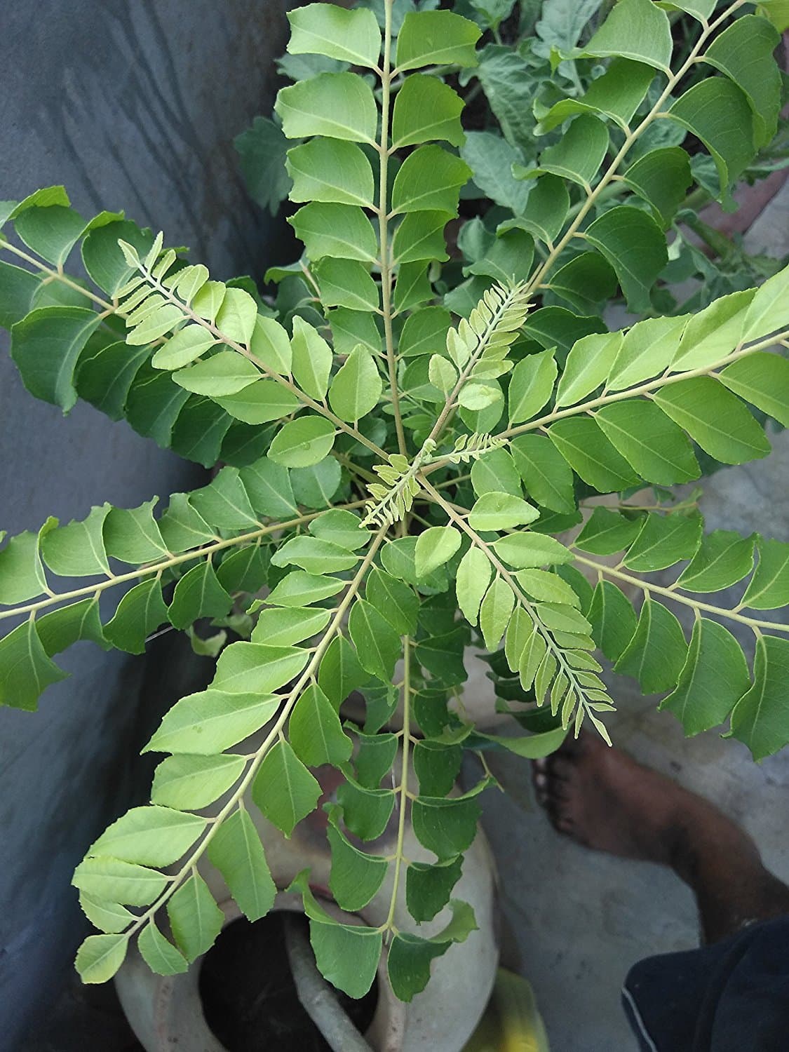 ROOKHRAJ PAUDHSHALA Curry Leaves Live Plant
