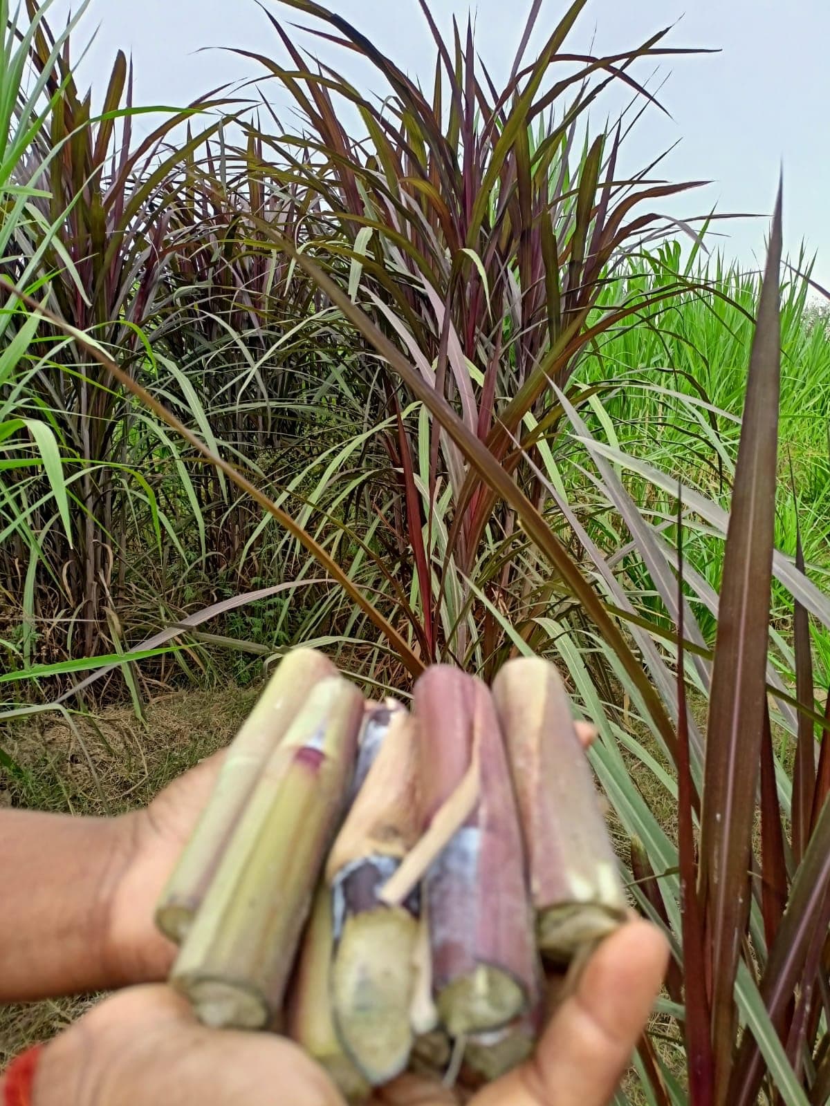 Red napier Grass | Australian Napier | Napier Stick | Pack of 25 Red Napier Grass Stick
