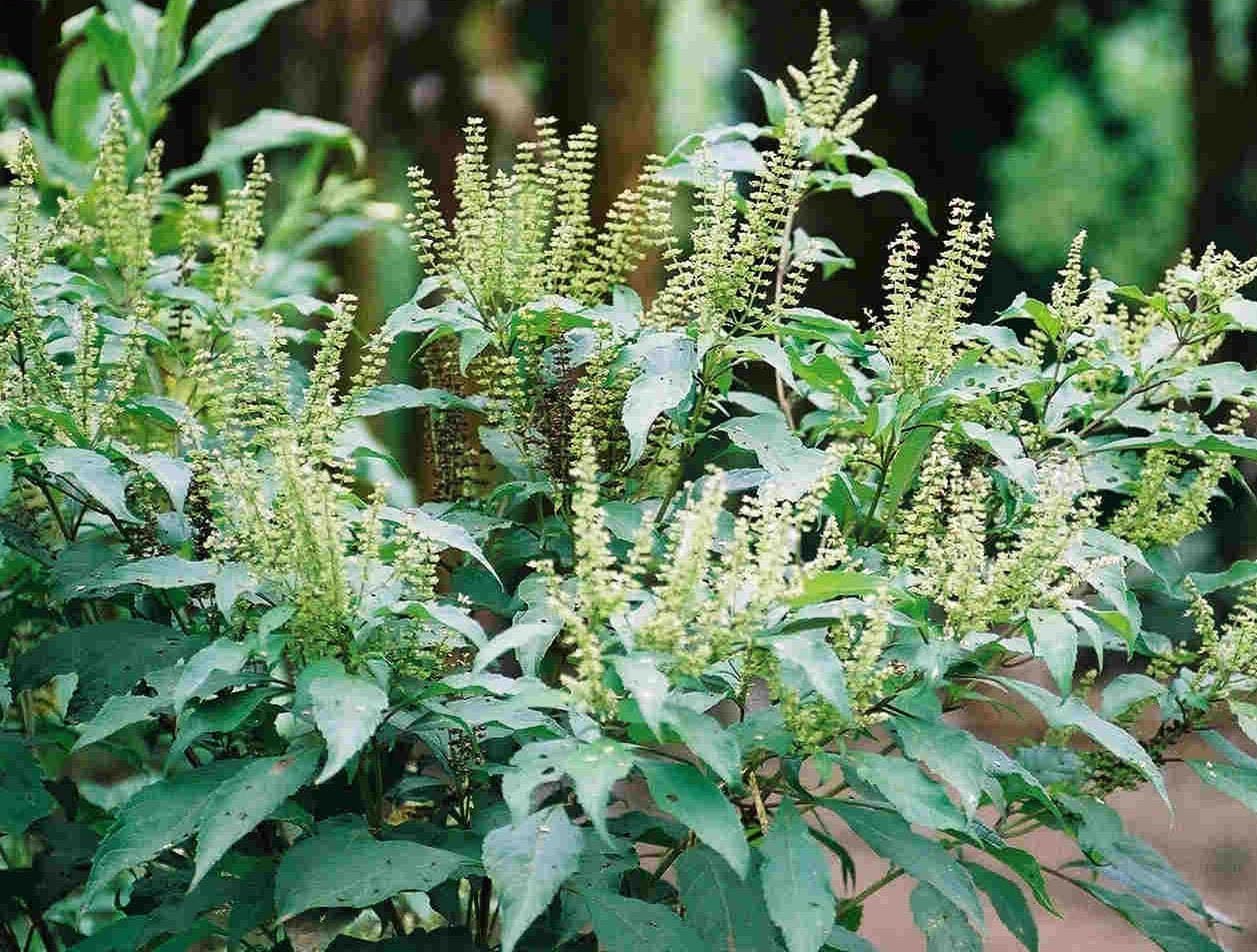 Ocimum gratissimum | West African Wild Clove Basil | 50_Seeds