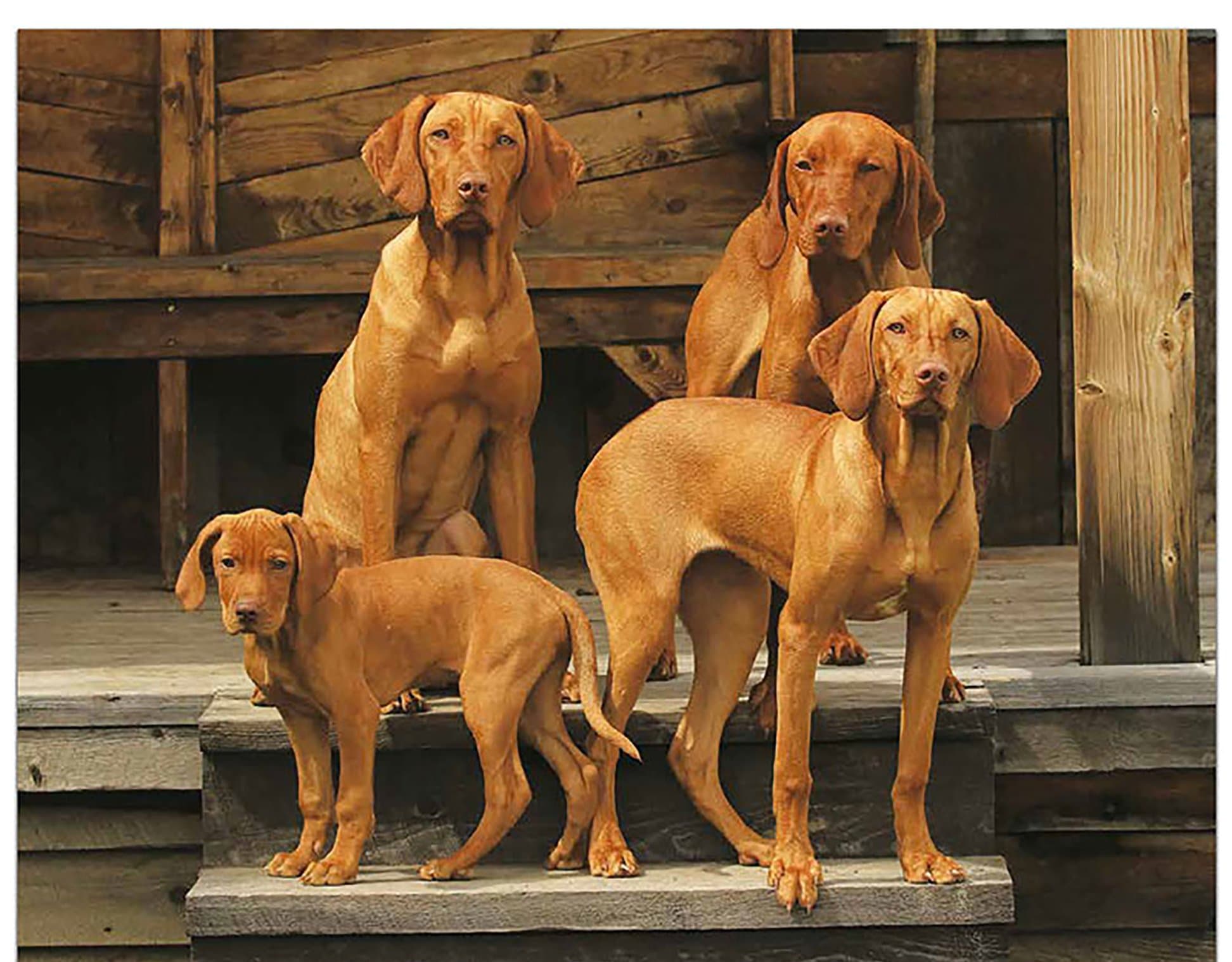 -"Dogs" Man's Best Friend 2019 Wall Calendar - 10.5" x 18" (Open)