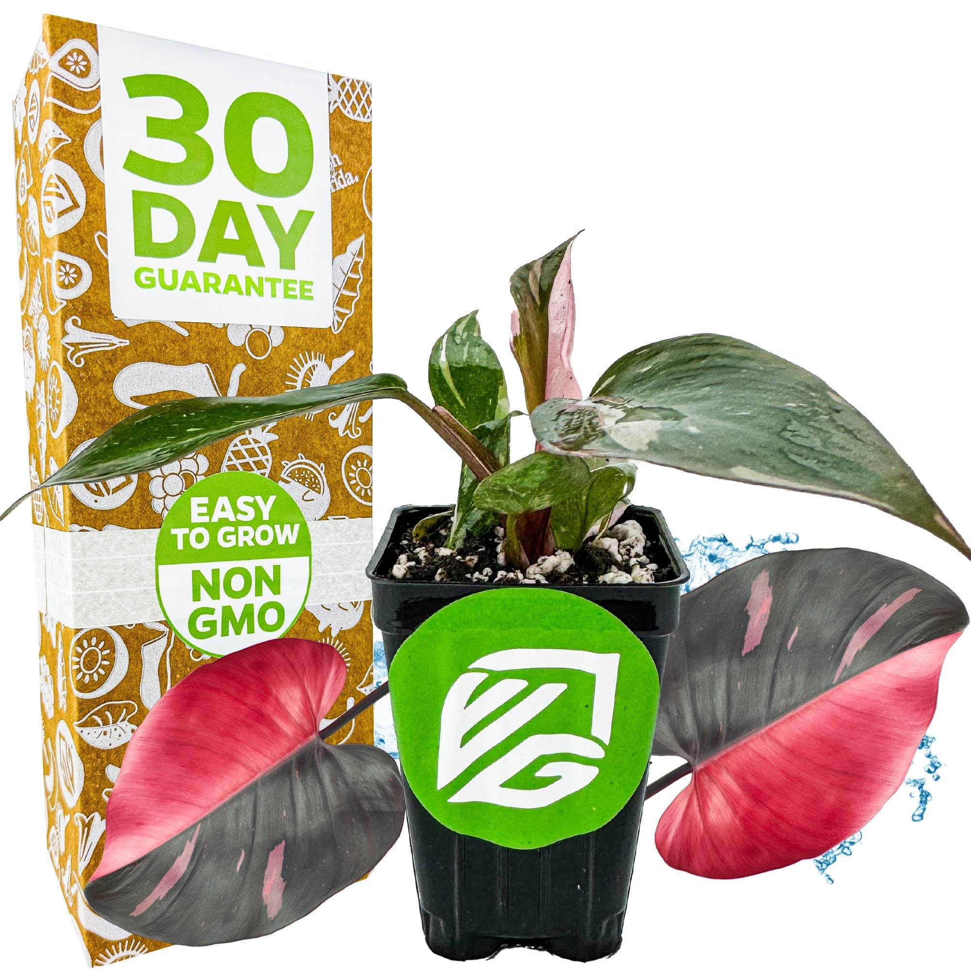 Pink Princess Philodendron - Philodendron erubescens - Wellspring Gardens - Rare Starter Plants - Heart-Shaped Pink for Indoor/Outdoor Planting