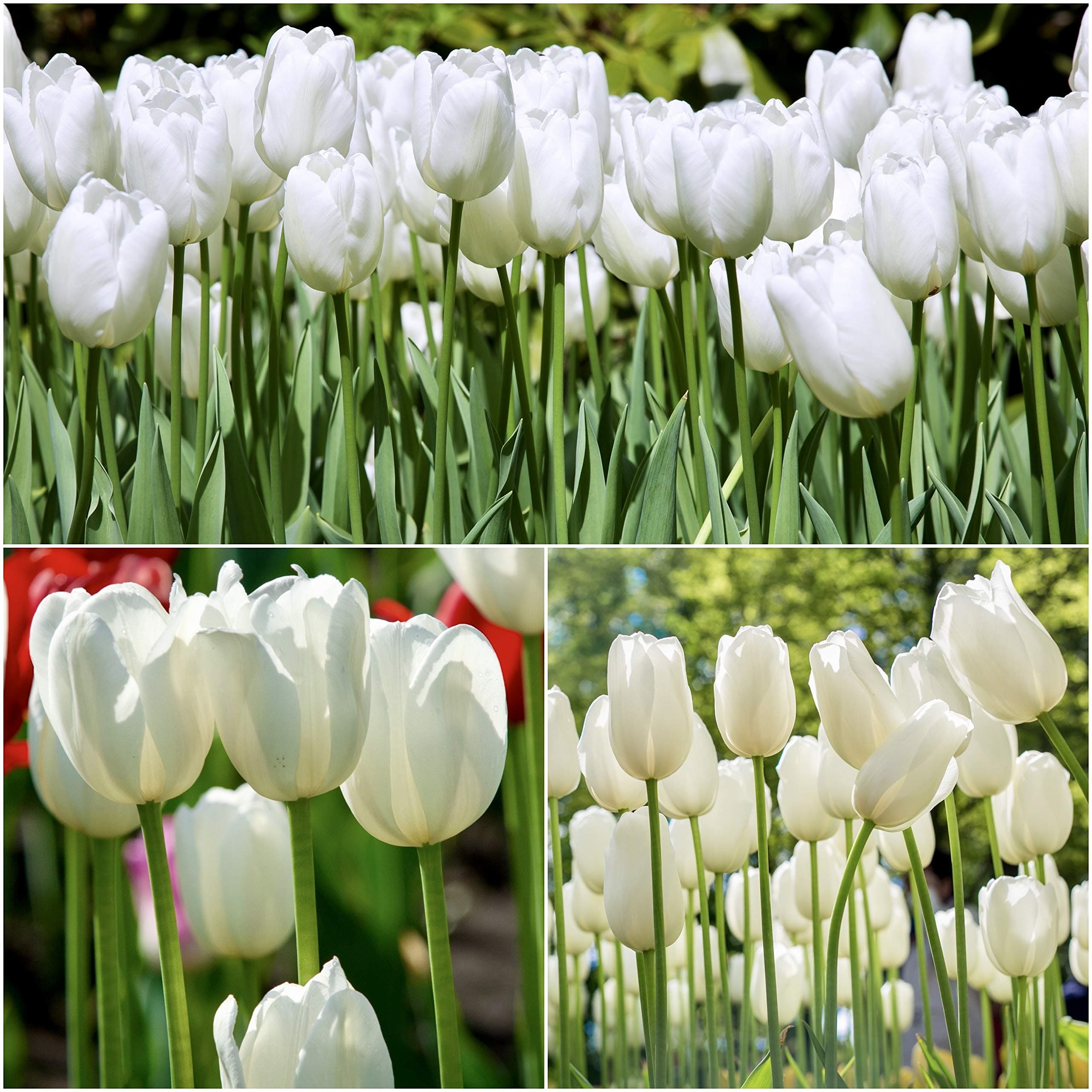 by Woodland bulbs 10 x βClearwaterβ Single Late Tulip Bulbs - Tulips Spring Flowering Bulbs - Tulipa Garden Perennials - Plants Bulbs Flowers - for Tubs & Cut Flower Or Flowerbeds (Free UK P&P)
