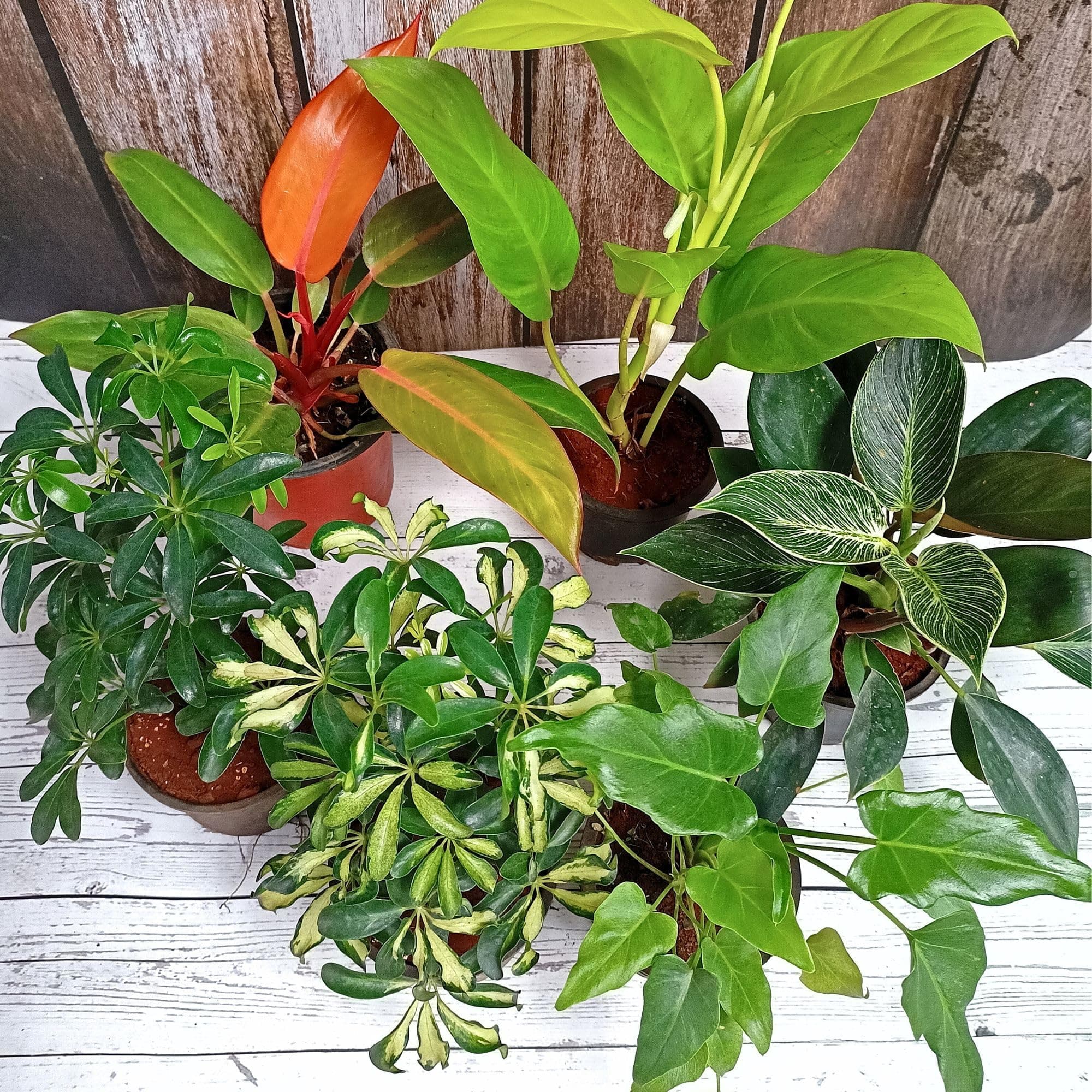 Rolling Nature Combo Assorted Set of 6 Exotic Plant it Yourself (PIY) Plants | Schefflera Variegated, Schefflera Green, Philodendron Sun Red, Ceylon Gold, Birkin and Xanadu | Air Purifier & Good Luck