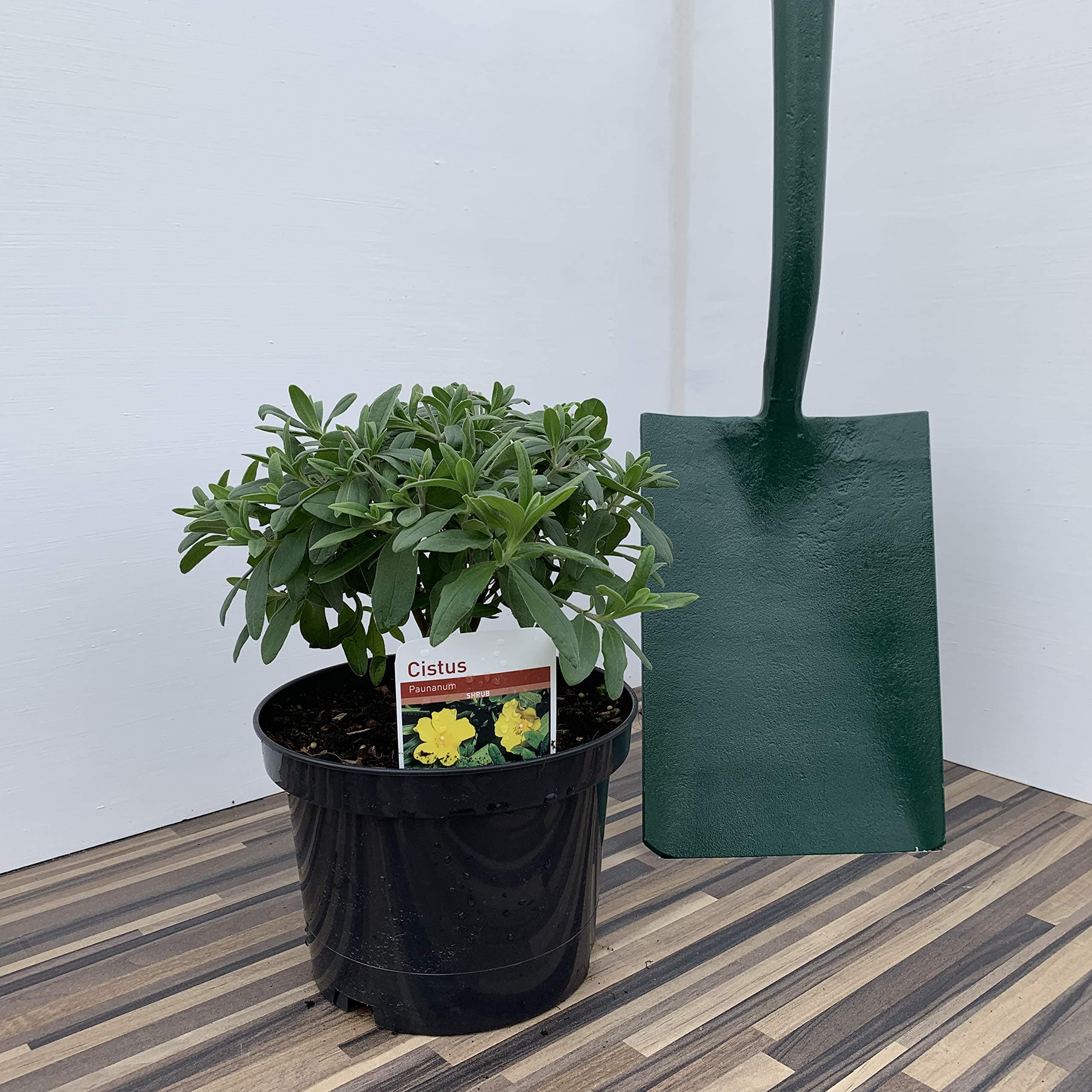 Cistus Paunanum Supplied in a 3 Litre Pot