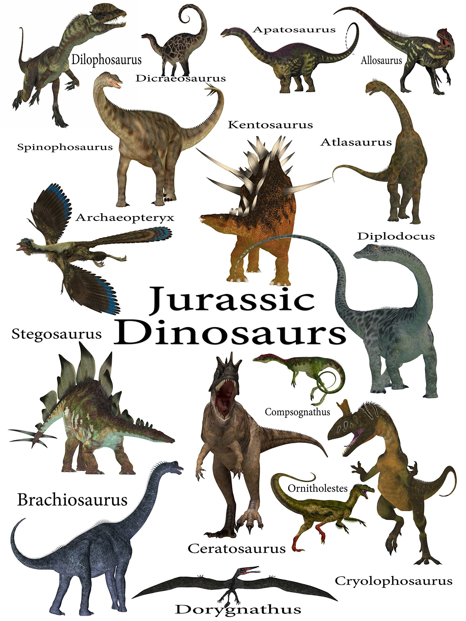 Dinosaur Poster (Fun Colorful Learning Tool for Kids on Hi Gloss 18 x 24 inch paper)